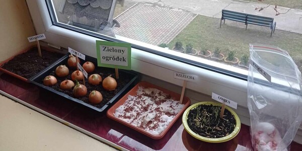 zielony ogrodek
