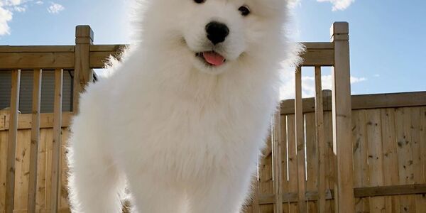 samoyed-dog-1.jpg