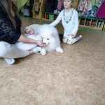32_dogoterapia.jpg